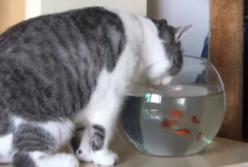 Рыбка выпрыгнула из аквариума и дала пощечину коту (видео)