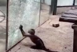 Умная обезьяна додумалась заострить камень, чтобы разбить стеклянное ограждение (видео)