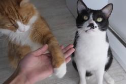 Дрессированные коты: как это удалось? (видео)