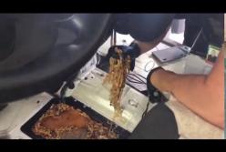 На границе с Румынией в микроавтобусе обнаружили янтарь на полмиллиона гривен (видео)