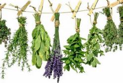 12 растений, которые лечат не хуже лекарств (видео)