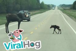Лось учит своего малыша переходить дорогу (видео)