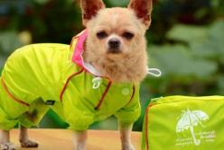 Упал и замер: надели на собаку комбинезон в первый раз (видео)