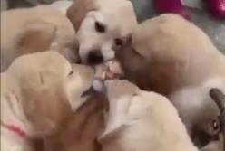 Кота атаковала и зализала стая ласковых щенков (видео)