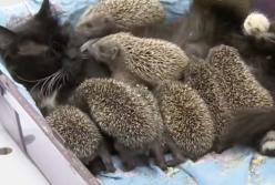 Милая кошка усыновила 8 ежат и выкормила их своим молоком (видео)