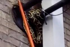 На улице Киева заметили двухметрового питона (видео)