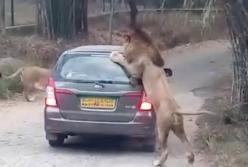 Свирепый лев атакует машину туристов: кадры шокирующего момента (видео)