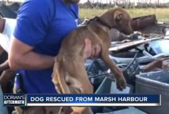 Под завалами нашли живого щенка через месяц после урагана Дориан (видео)