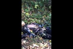Стали известны подробности гибели детей под Горловкой (видео)