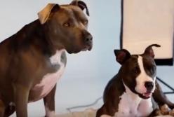 Питбуль спас ребёнка, рискуя своей жизнью: тащил из пламени за памперс (видео)