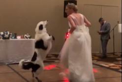 Пес станцевал с невестой свадебный танец (видео)