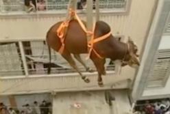 Сеть облетело видео, как коров снимают с крыш пакистанских домов (видео)