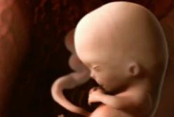 9 месяцев беременности за 10 минут 3D (видео)