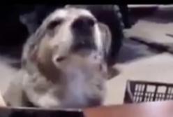 Реакция собаки на эту песню покорила Сеть (видео)