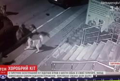  Турции смелый кот победил 6 собак (видео)