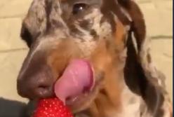 Смышленый пес учится есть клубнику (видео)