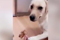 "Как тебе не стыдно?!" Огромный пес отобрал мясо у хозяина, чтобы отдать маленькой собачке (видео)