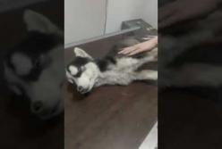 В Запорожье живодеры повесили на дереве щенка хаски (видео)