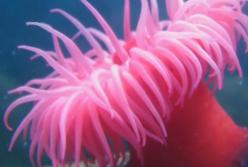 Самые удивительные обитатели Марианской впадины: жизнь на глубине 11 км (видео)