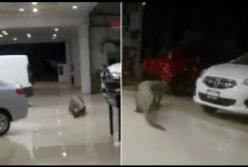Как огромный крокодил гулял по автосалону в Мексике (видео)