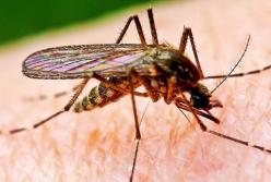 Врачи рассказали, как уберечься от комаров (видео)