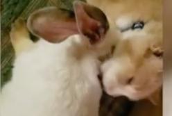 Неразлучные кролик и кот умывают друг друга (видео)