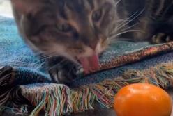 Реакция кота на мандарин насмешила Сеть (видео)