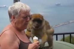 "Прозевала!" Хитрая обезьяна украла у туристки мороженное прямо из рук (видео)