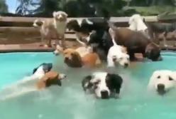 Свора собак решила заняться аква-аэробикой: бегут наперегонки (видео)