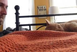 Хозяин отомстил коту, нагло будившему его каждое утро (видео)