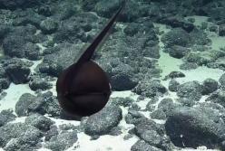 Морское чудовище попало на видео ученых (видео)