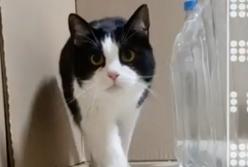 Новый лабиринт для кота: миссия невыполнима? (видео)