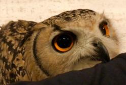 Сова забавляет хозяина (видео)