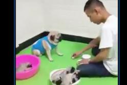 Азартная собака выигрывает в "наперстки" всегда (видео)