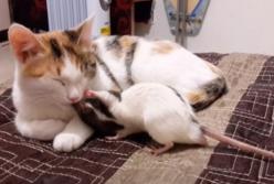 Пользователей Сети позабавило милое видео с кошкой и крысой (видео)