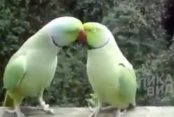 Два говорящих попугая ведут беседу: точно как люди (видео)