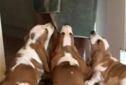 Щенки стягивают полотенце с хозяина после ванны (видео)