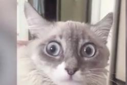 Смешная реакция кота на новость, что он - кошка (видео)