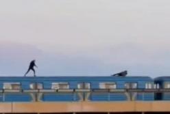 В Киеве два экстремала проехались на крыше метро (видео)