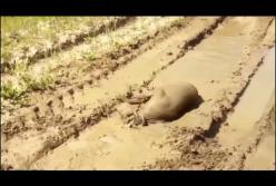 Никогда, слышите, никогда не подпускайте собак к грязи (смешное видео)