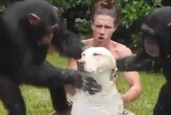 Огромная обезьяна купает с мылом собаку в тазике: "Вам спинку помыть?" (видео)
