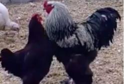 Влюбленная курица поцеловала петуха (видео)