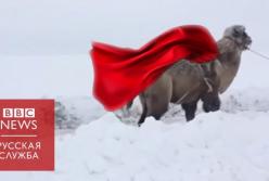 Верблюд вытаскивает "Ниву" из снега в Саратове (видео)