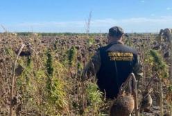 В Днепропетровской области в поле подсолнухов нашли коноплю на 28 млн гривен (видео)