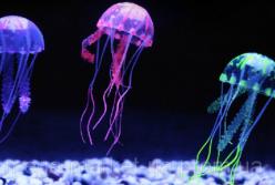 Невероятный факт: почему медузы живут так долго (видео)