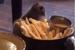 Пес ворует еду со стола, думая что хозяева не видят (видео)