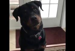 Попытки правильного питания у собаки не обвенчались успехом (смешное видео)