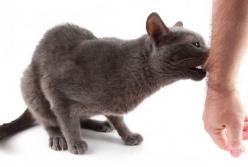 Кошмар: зараженный бешенством кот покусал хозяйку и умер (видео)