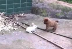 Кролик и щенок, играющие в догонялки, насмешили Сеть (видео)