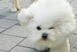 Сильный ветер "сдул" двух маленьких собачек (видео)